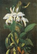 unknow artist, Orquideas